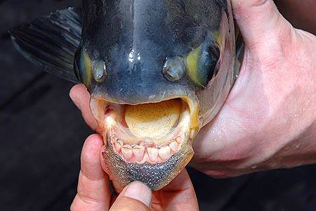 The pacu are really nice fish, mainly because of its teeth, very different to a fish. Teeth are so s
