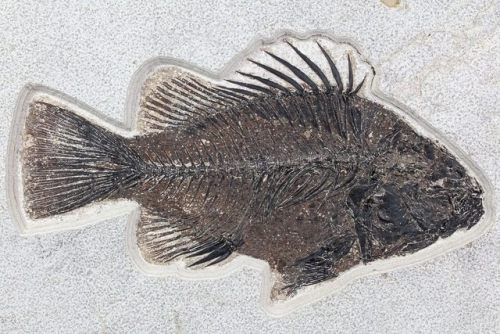 fossilera: Huge, 10&quot; Priscacara Fossil Fish - Wyoming This is a huge, 10&quot; long Pri