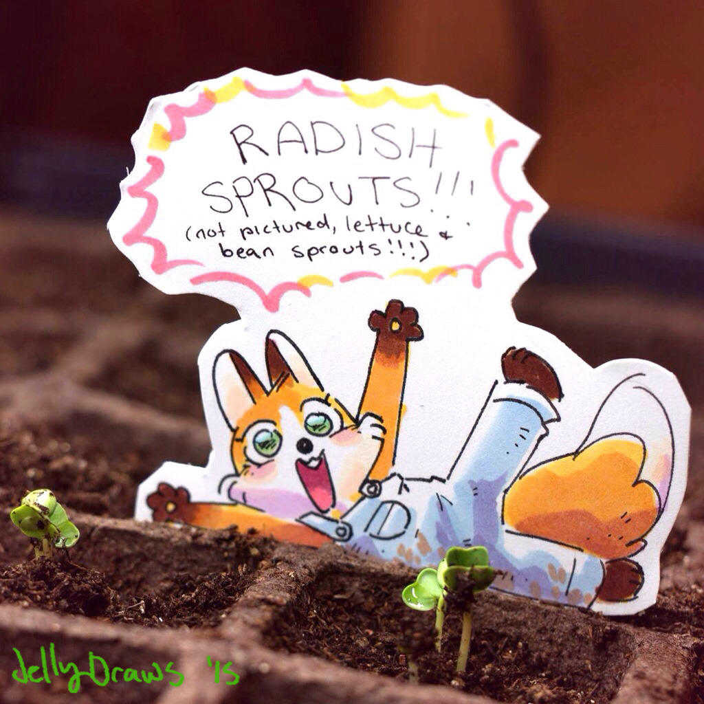 itscarororo:  jellydraws:  I started some seeds, and this little fox has been hanging