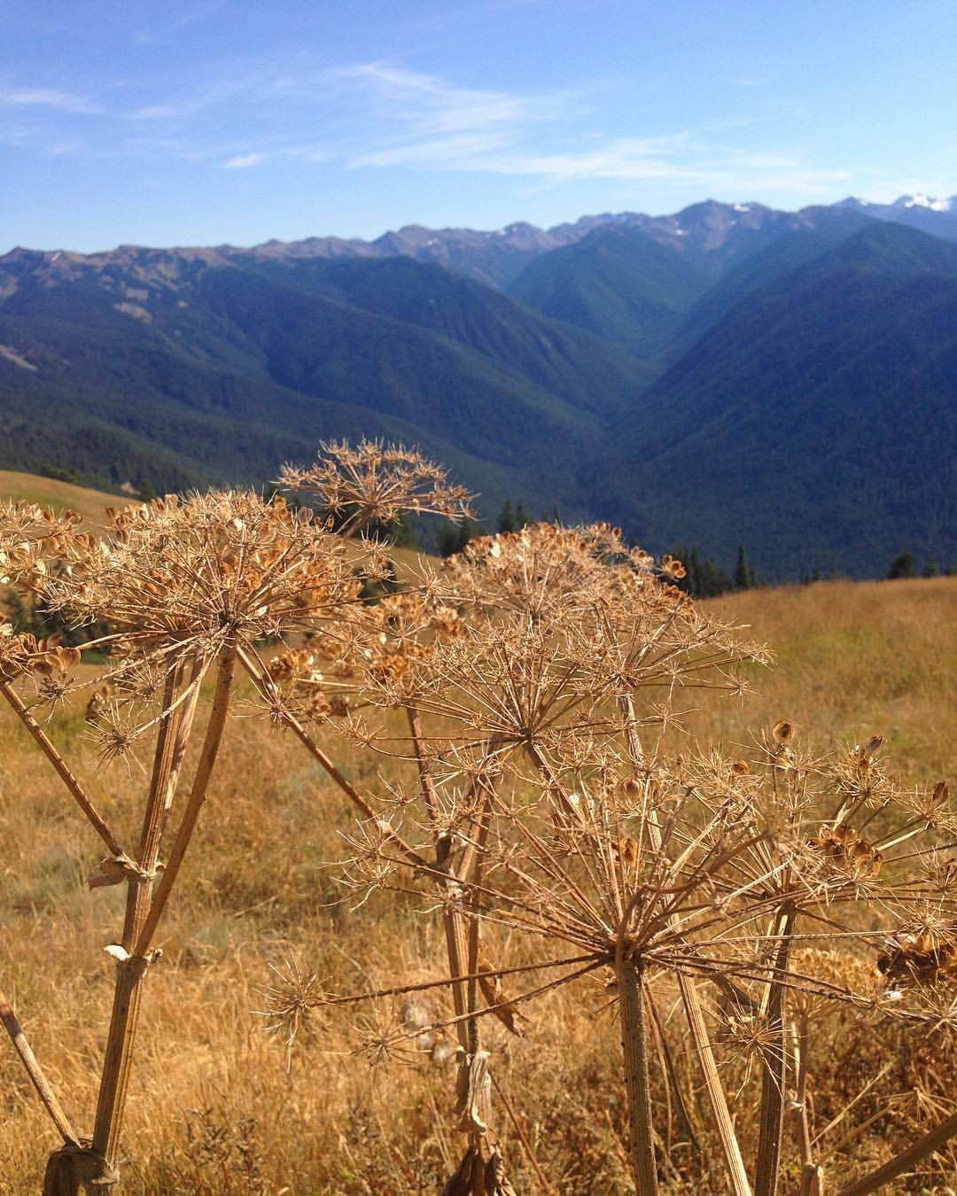 #hurricaneridge #washington #mountains #uphigh