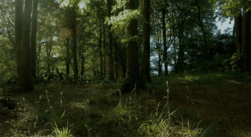 dirtyhippieproductions:  “A tree is beautiful, but what’s more, it has a right
