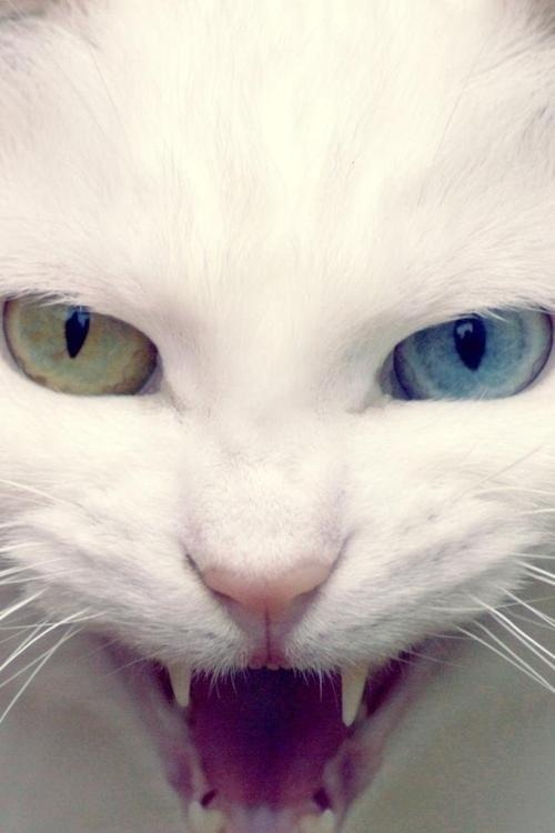 looks vicious 