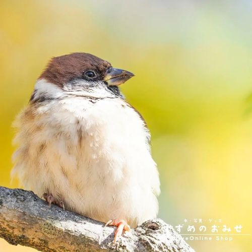日の光を心と体に溜め込もう☀️  #ちゅん活 #スズメ #sparrow  #写真 #photo #photography  #鳥 #bird  #動物 #animal  #癒やし #healing 