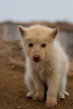 opti-mytic:   Greenland Husky Puppy  Craig Mann   