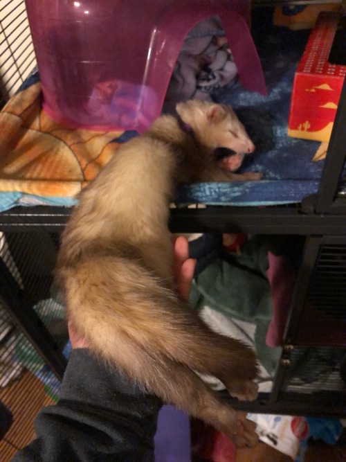vet-and-wild:One thing I love about ferrets is how they just get tired in the most ridiculous places. He was halfway into his cage and he decided it was just too much effort to carry on and fell asleep right there.