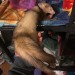 vet-and-wild:One thing I love about ferrets is how they just get tired in the most ridiculous places. He was halfway into his cage and he decided it was just too much effort to carry on and fell asleep right there.