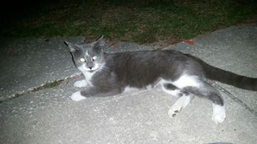 amy-the-baby-otter: last night i went out for a smoke and met this smol guy. I gave him some pets and was gonna leave but he ran in front of me and yelled till i stopped and pet him again.  Needless to say i stayed outside for 1.5 hours with this cat.