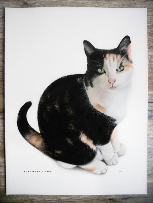 shaymusart: Hi there, my name is Shay and I have recently started a pet portrait art business after 