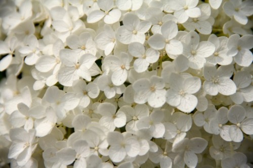 greenreblooming:  plants for florescence_white flowers: Hydrangea arborescens, presumably the ‘Grandiflora’ cultivar *photos 26 July 2014. 