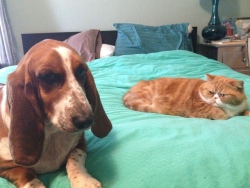 thecutestcatever:  Amger squish  