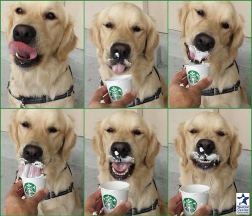 Penny from Warrior Canine Connection is seriously enjoying her puppuccino. Happy Monday, everyone.