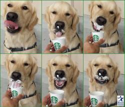 irontemple:  optimus—primette:  irontemple:  awwww-cute:  Penny the service dog in training derpily enjoying a puppuccino   What is a puppicino  ASK FOR IT A STARBUCKS FOR YOUR DOG ITS A CUP OF WHIP CREAM MY DOGS LOve it  Lol