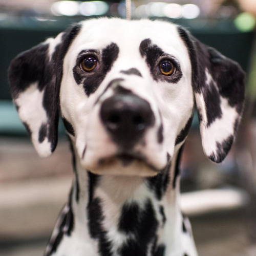 girlinthepark:The Dogist |Jake, Dalmatian (2 y/o), 2015 AENC, Orlando, FL. 