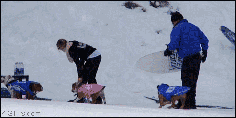 4gifs:Bulldog enjoys snowboarding