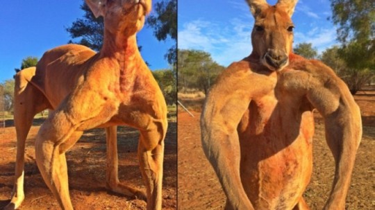 ankhpapi:  thighetician:  yungtoothpic:  05-fubu:  niggafuckurblog:   yokhakidfiasco:   lovemissangela:   localstarboy:  THIS DUDE REALLY SQUARED UP WITH A KANGAROO TO HELP HIS DOG LMAOOOOO  IM CRYINGFJDEFVG   Yo, if that Roo got a kick off of bro, it