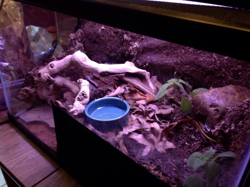 sunfish-exotics:My stuff from Josh’s Frogs finally got here, so here’s the finished pictus gecko t