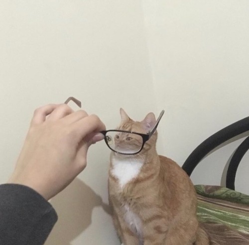 rainbowbeatrunner:  leporell-o:  leporell-o:  hey does anybody want to see my collection of slightly distorted pictures of cats as viewed through glasses  too late i’ve decided for you that you do  here they are   I didnt know I needed this