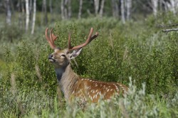 Sika deer. Valeriy Maleev photography