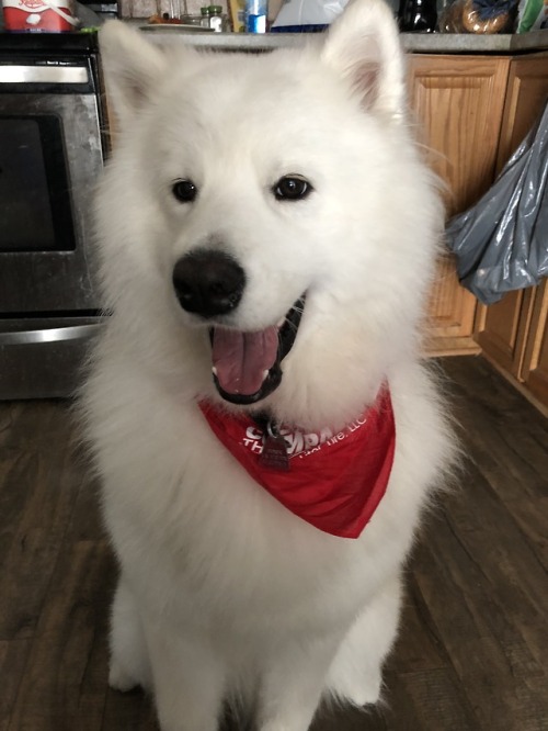 neothesamoyed::D My dog’s so fluff, follow him on here if you want :)