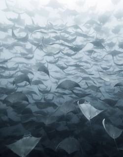 funkysafari:  50 Shades of Ray. Photograph by Eduardo Lopez Negrete