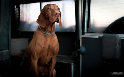 handsomedogs:  Gunther Kint | Proud dog!