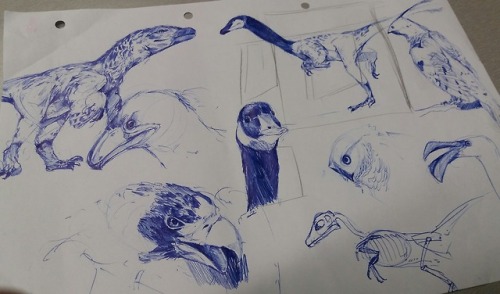 Some recent animal studies while taking a break in the gamelab &lsquo;office&rsquo; still got about 