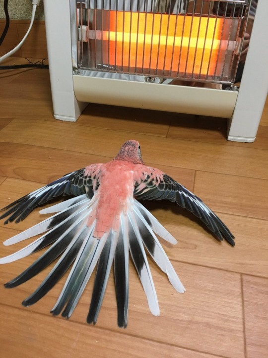 Porn photo Animals appreciating warmth