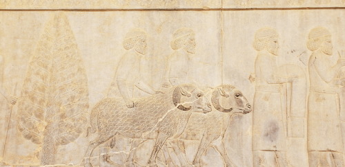 khabnama:reliefs in persepolis