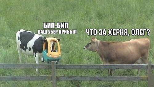 chestervelt:weirdrussians:Translate this meme for me, please.“honk honk, your Uber has arrived”“Oleg