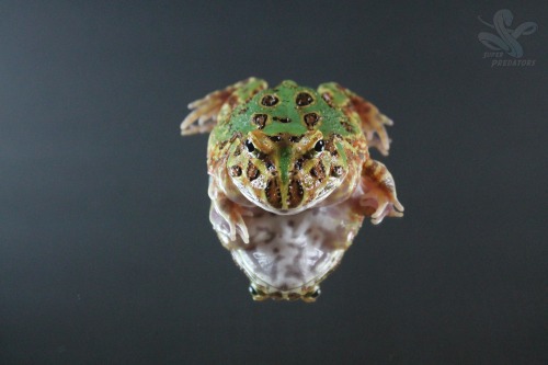 superpredatorsexoticreptiles: Albino Pacman (no name yet) and Lima Bean the Green Pacman