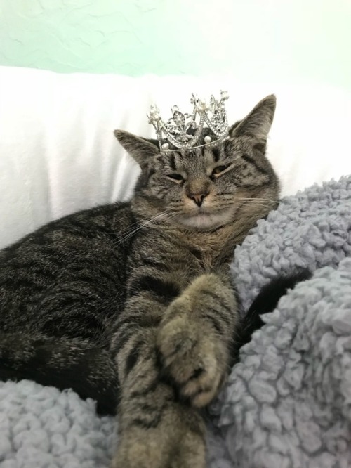 coolcatgroup: The Princess is not amused ❤️