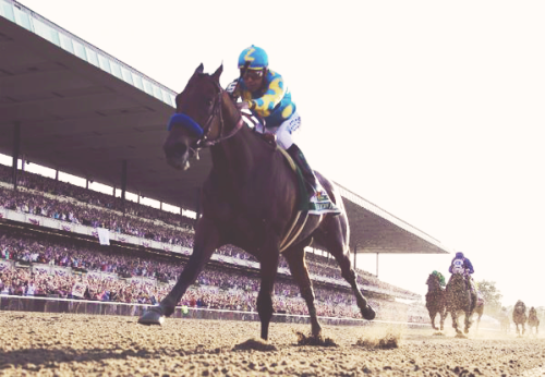 silly-fox-in-sox: American Pharoah’s Triple Crown Sweep photo sources: x / x / x