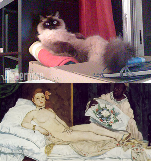 Cats. Where they do not belong.