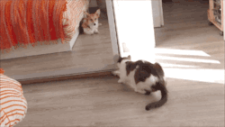 gifsboom:  Video:  Cat Wants a Little Privacy