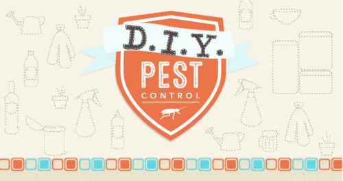 lifemadesimple:D.I.Y. Pest ControlPests can overrun your home in no time. Follow these home remedies