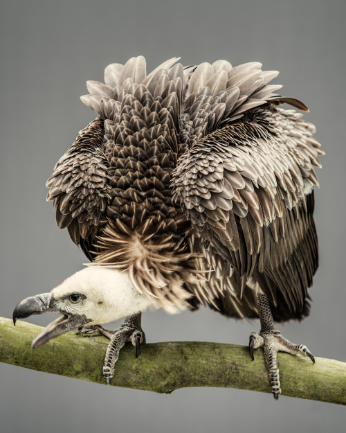 chasingthehawk: shaylorphoto: The Hawk Conservancy Trust is a conservation charity that works in the