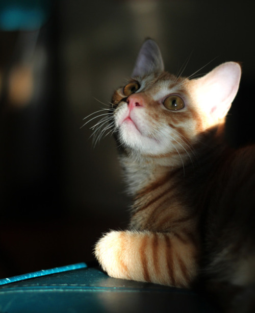 Young jim @ 14/9/2013i mean can u believe this is the same cat? huh, angle and light and lens makes 