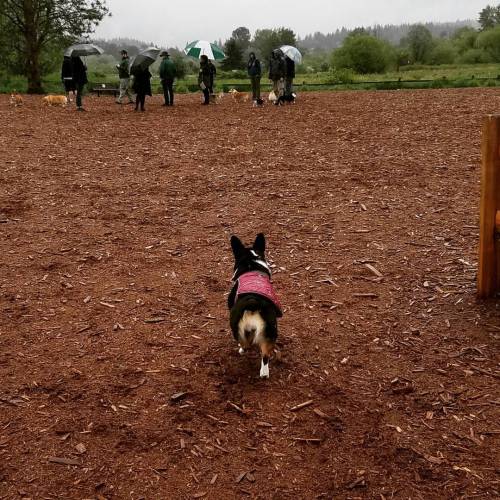 When you roll up on the #squad at a meet  #squadgoals #shortlegsquad #swag #pembroke #welsh #corgi #