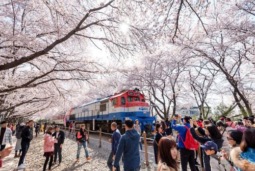 DSLR shots of the cherry blossoms of Jinhae during the annual Gunhangje Festival.