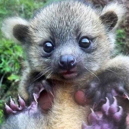 Meet the olinguito, Bassaricyon neblina, the newest and smallest documented member of the family Pro