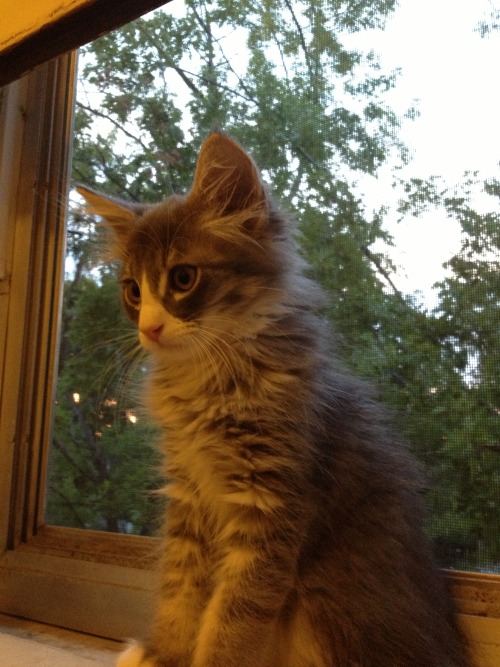 catladychronicles: Obi-Wan Kenobi, the day I brought him home