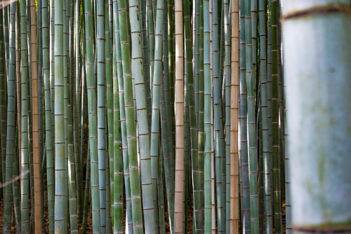 Bamboo forest in Kyoto Japan