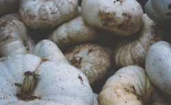 secretofthetrees:  Pumpkin season.