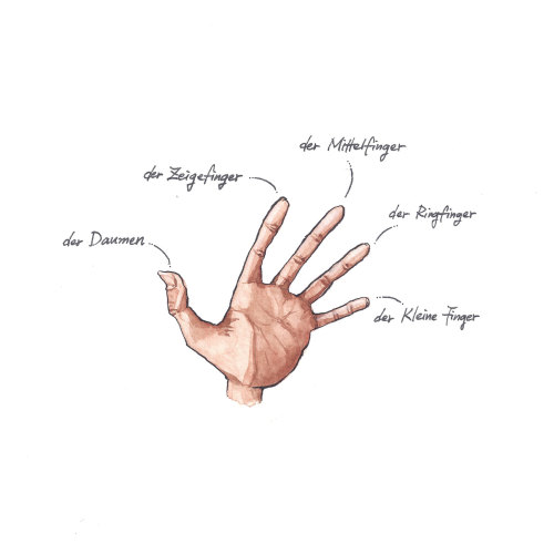 012. Der Finger, die Finger (pl.), ein kleiner Finger, der kleine Finger