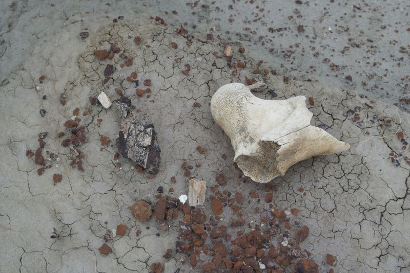 theolduvaigorge:  “Excuse Me, Is This A Fossil?”  In mid-July of 2013, the Deep