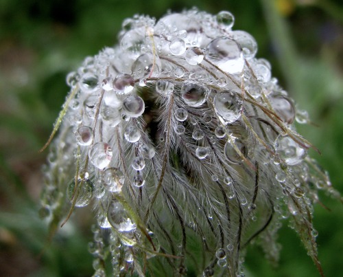 guidedsailor:Wet HeadMount Rainier Wildflowers