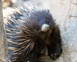 alicecorsairs:  unto-myself-together:  alicecorsairs:  THE NIFFLER IS BASED ON A REAL ANIMAL THIS IS NOT A DRILL I REPEAT THE NIFFLER IS BASED ON A REAL ANIMAL AND I WANT ONE  Yeah but what is this animal called?  It is called a short-beaked echidna!