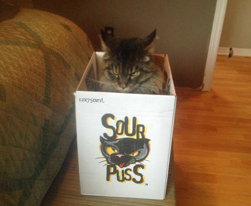 tastefullyoffensive:  “I found an appropriate box for my cat…” [via] 