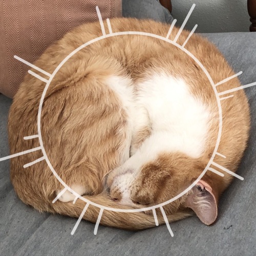 Image 1: a photograph of an orange and white cat, curled up in a circle and sleeping, with an overlay of a stylized lineart sun drawn over the cat and outlining the cat’s position.