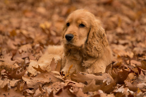 simply-canine:
“ camouflage cocker by Ligi Online
”